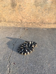 Lampropeltis californiae