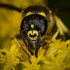 Ancistrocerus adiabatus