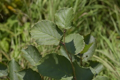 Alnus incana