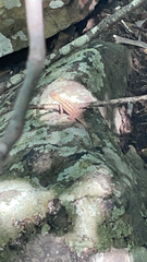 Sceloporus consobrinus