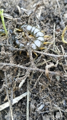 Scolopendra viridis