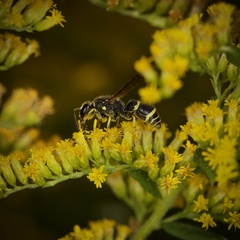 Ancistrocerus adiabatus