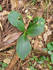 Swertia shintenensis