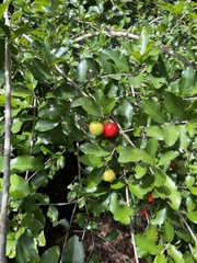 Malpighia emarginata
