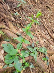 Swertia shintenensis