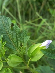 Nicandra physalodes
