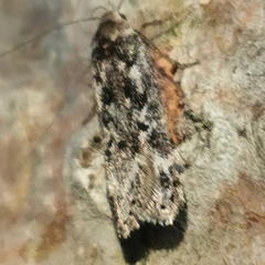 Anacampsis