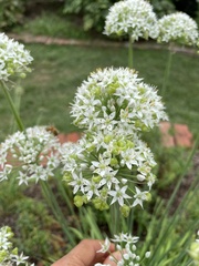 Allium tuberosum