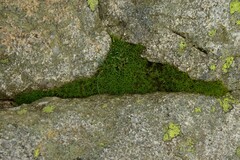 Polytrichastrum alpinum