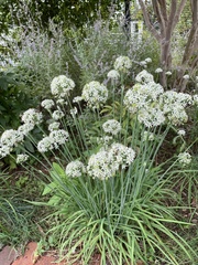 Allium tuberosum