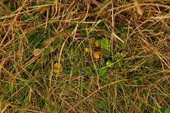 Soldanella carpatica