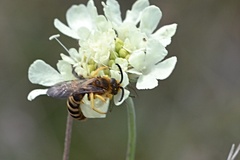 Halictus scabiosae