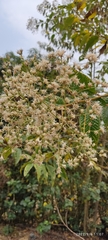 Vernonieae