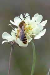 Halictus scabiosae