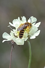 Halictus scabiosae