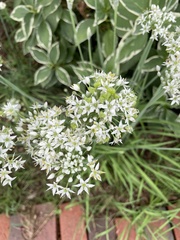 Allium tuberosum