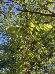 Juglans cinerea