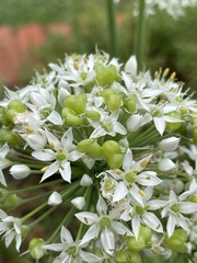 Allium tuberosum