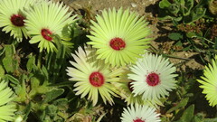 Cleretum bellidiforme