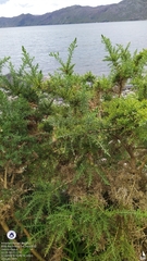 Ulex europaeus