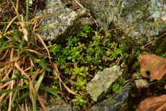 Sedum alpestre