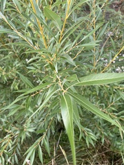 Salix lasiandra