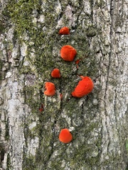 Trametes cinnabarina