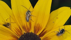 Melissodes trinodis