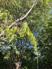 Juglans cinerea