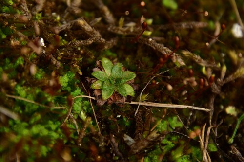 lomikameň pochybkový (Saxifraga androsacea)