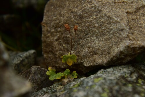 lomikameň karpatský (Saxifraga carpatica)