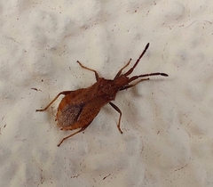 Coriomeris denticulatus