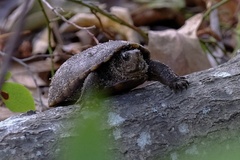 Kinosternon subrubrum