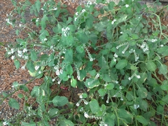 Heliotropium europaeum