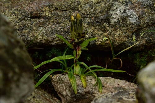 Horec ľadový (Gentiana frigida)