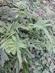 Christella acuminata