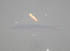 Scardinius erythrophthalmus