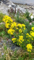 Solidago virgaurea