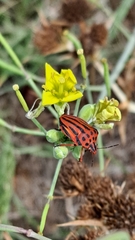 Graphosoma semipunctatum