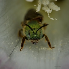 Agapostemon virescens