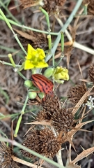 Graphosoma semipunctatum