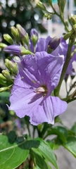 Solanum wendlandii