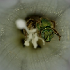 Agapostemon virescens