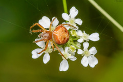 Araneus sturmi