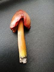 Hygrocybe