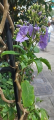 Solanum wendlandii