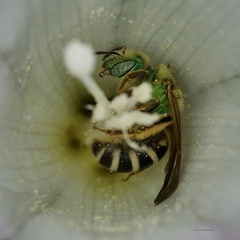 Agapostemon virescens