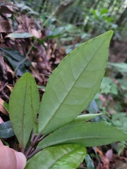 Ardisia brevicaulis