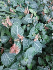 Lepidagathis inaequalis