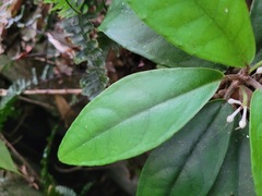 Ardisia brevicaulis